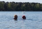Freiwasserschwimmen: Zwei Schwimmer im See mit einem Schwan