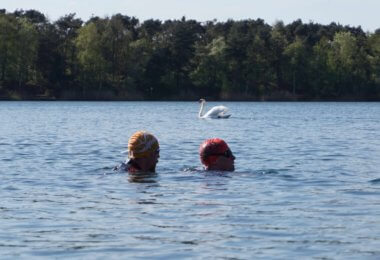 Freiwasserschwimmen: Zwei Schwimmer im See mit einem Schwan