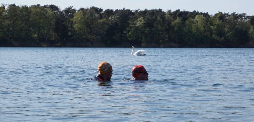 Freiwasserschwimmen: Zwei Schwimmer im See mit einem Schwan